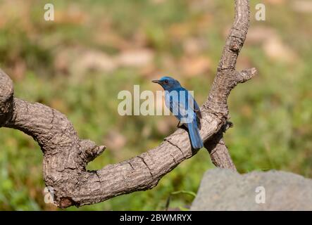 Blaukehlchen-Fichtenfänger (Cyornis rubeculoides) Vogel auf Baum Zweig thront Stockfoto