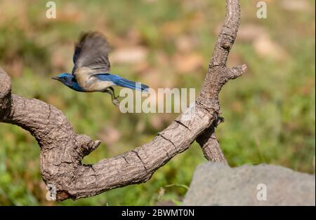 Blaukehlchen-Fichtenfänger (Cyornis rubeculoides) Vogel auf Baum Zweig thront Stockfoto