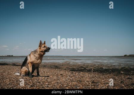 Elsässer sitzt auf einem Kiesstrand Stockfoto