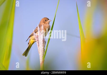 Die Rotkopfammer ist ein Singvogel aus der Familie der Ammer Emberizidae, eine Gruppe, die heute von den meisten modernen Autoren von den Finken getrennt ist. Stockfoto