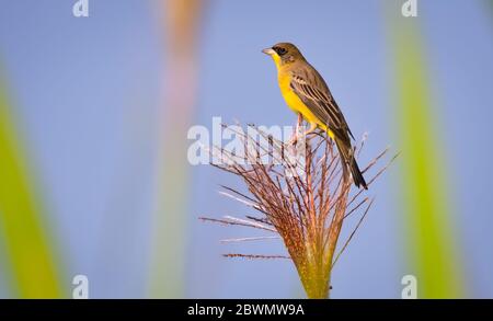 Die Schwarzkopfammer ist ein Singvogel in der Familie der Ammer Emberizidae. Es brütet in Südosteuropa östlich zum Iran und wandert im Winter Mai Stockfoto