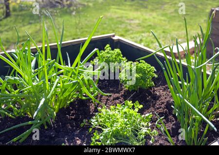 Erhöhte Holzkräuter beet mit Petersilie und Zwiebeln in einem Landgarten, ausgewählten Fokus, schmale Tiefe des Feldes Stockfoto