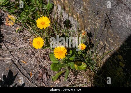 Gelbe Ringelblumen wachsen auf einem Fußweg neben einer Betonwand Stockfoto
