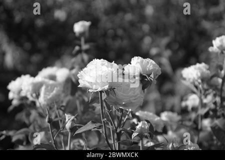 gotische schwarz-weiße Rose im Garten, Makro Nahaufnahme Stockfoto