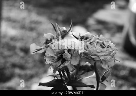 gotische schwarz-weiße Rose im Garten, Makro Nahaufnahme Stockfoto