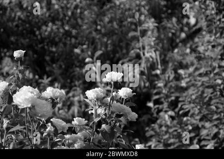 gotische schwarz-weiße Rose im Garten, Makro Nahaufnahme Stockfoto