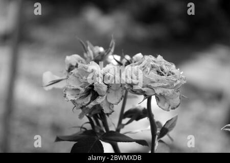 gotische schwarz-weiße Rose im Garten, Makro Nahaufnahme Stockfoto