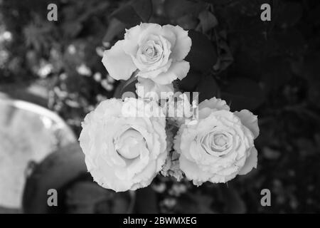 gotische schwarz-weiße Rose im Garten, Makro Nahaufnahme Stockfoto