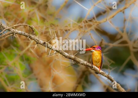 African Pygmy-Eisvogel (Ispidina picta) thront auf einem Zweig, Murchison Falls National Park, Uganda. Stockfoto