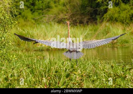 Goliath-Reiher (Ardea goliath) im Flug, Murchison Falls National Park, Uganda. Stockfoto