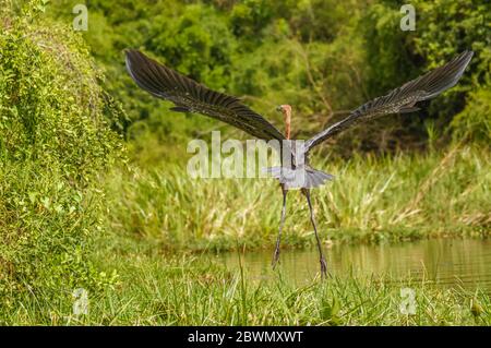 Goliath-Reiher (Ardea goliath) im Flug, Murchison Falls National Park, Uganda. Stockfoto