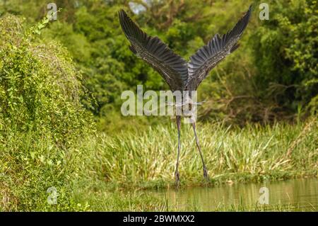 Goliath-Reiher (Ardea goliath) im Flug, Murchison Falls National Park, Uganda. Stockfoto