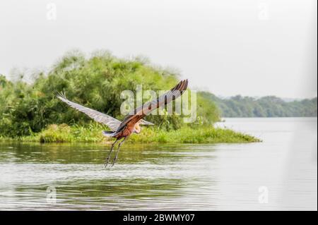 Goliath-Reiher (Ardea goliath) im Flug über den Nil, Murchison Falls National Park, Uganda. Stockfoto