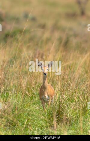 Weibliche Oribi (Ourebia ourebi) im Grasland des Murchison Falls National Park, Uganda. Stockfoto