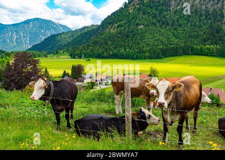 Typische Ackerland in den Gernan und österreichischen Alpen mit Rindern und Kühen Stockfoto