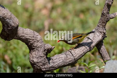 Rotschnabel-Leiothrix (Leiothrix lutea) Vogel, der auf dem Baum bei Sattal steht Stockfoto