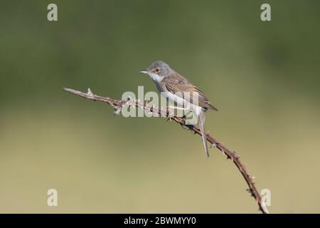 Gewöhnlicher Weißkehlchen (Sylvia communis) männlich Stockfoto