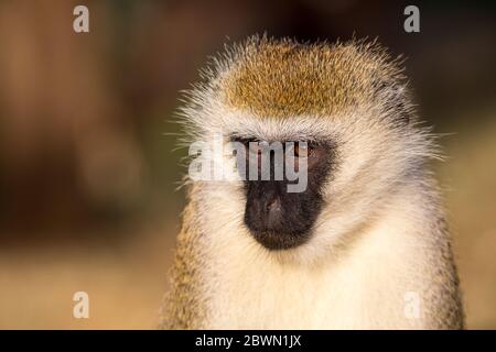 Ein Porträt eines Affen in der Savanne Kenias Stockfoto