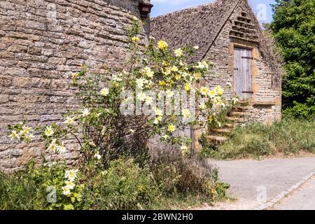 Eine gelbe Rose neben einer alten Steinscheune im Dorf Condicote in Cotswold, Gloucestershire, Großbritannien Stockfoto