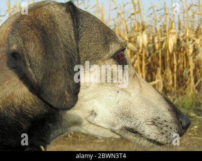 Nahaufnahme eines arabischen Greyhound im Freien in der Pause von Trainingslauf Stockfoto