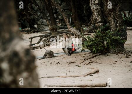 Porträt von wilden Affen auf Cat Ba Monkey Island, in Vietnam Stockfoto