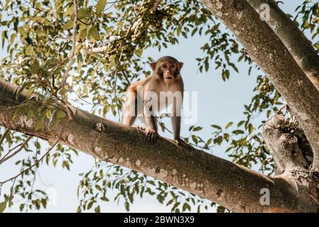 Porträt des wilden Affen auf Katze Ba Monkey Island bei Nha Trang, in Ha Stockfoto