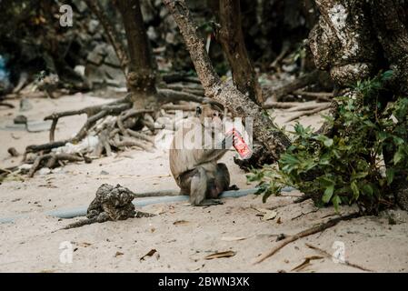 Porträt des wilden Affen auf Katze Ba Monkey Island bei Nha Trang, in Ha Stockfoto