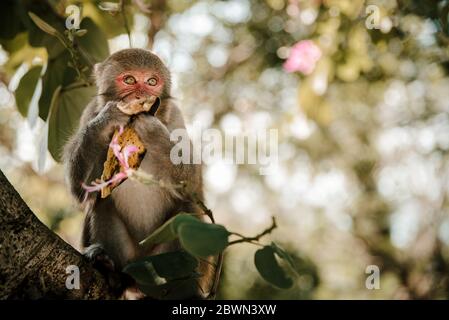 Porträt des wilden Affen auf Katze Ba Monkey Island bei Nha Trang, in Ha Stockfoto