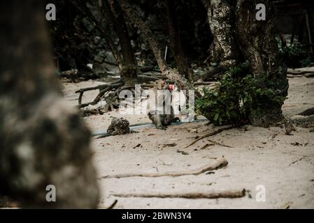 Porträt des wilden Affen auf Katze Ba Monkey Island bei Nha Trang, in Ha Stockfoto