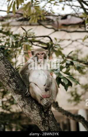 Porträt des wilden Affen auf Katze Ba Monkey Island bei Nha Trang, in Ha Stockfoto