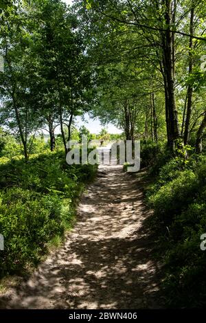 Ein Landweg durch die Wälder rund um das Digley Reservoir in West Yorkshire, beliebt bei Spaziergängern und Wanderern, die einen atemberaubenden Blick auf die Moorlandschaft genießen. Stockfoto