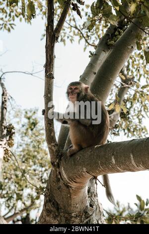 Porträt des wilden Affen auf Katze Ba Monkey Island bei Nha Trang, in Ha Stockfoto