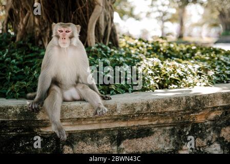 Porträt des wilden Affen auf Katze Ba Monkey Island bei Nha Trang, in Ha Stockfoto