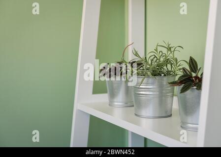 Verschiedene Zimmerpflanzen in verzinkten Töpfen auf weißen Regalen Einheit Nahaufnahme Stockfoto