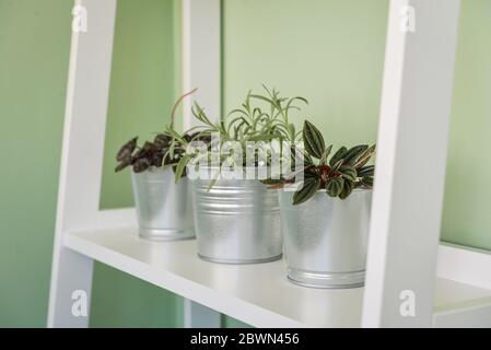 Verschiedene Zimmerpflanzen in verzinkten Töpfen auf weißen Regalen Einheit Nahaufnahme Stockfoto