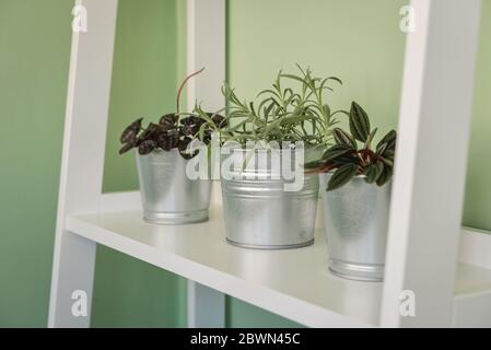 Verschiedene Zimmerpflanzen in verzinkten Töpfen auf weißen Regalen Einheit Nahaufnahme Stockfoto