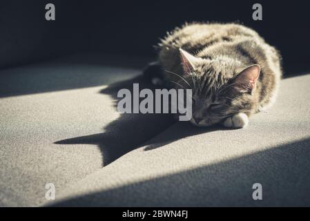 Grau gestromte Katze auf Sofa in Sonnenfleck zu Hause Nahaufnahme Stockfoto