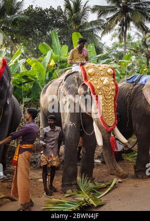 Elefantenhandler sitzt auf der Spitze des dekorierten Elefanten beim Tempelfest in Varkala, Kerala, Indien Stockfoto