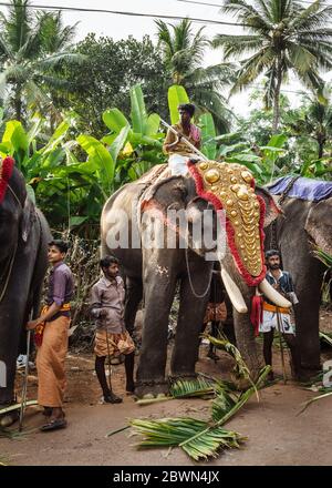 Elefantenhandler sitzt auf der Spitze des dekorierten Elefanten beim Tempelfest in Varkala, Kerala, Indien Stockfoto