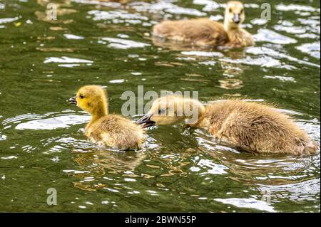 Ein jüngeres Küken ist in das Gebiet einer älteren Familie verirrt Stockfoto