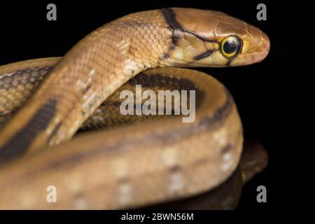 Die abgestrahlte Rattennatter, die Kupferkopfrattennatter oder die kupferköpfige Rinket-Schlange (Coelognathus radiatus) auf schwarzem Hintergrund isoliert Stockfoto