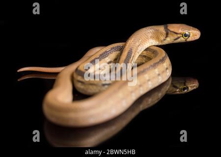 Die abgestrahlte Rattennatter, die Kupferkopfrattennatter oder die kupferköpfige Rinket-Schlange (Coelognathus radiatus) auf schwarzem Hintergrund isoliert Stockfoto