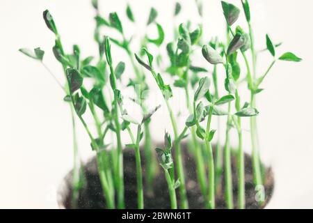 Micro Pea Shoots. Rohe Sprossen, Microgreens, gesundes Esskonzept. Superfood zu Hause angebaut. Makro-Foto auf weißem Hintergrund Stockfoto