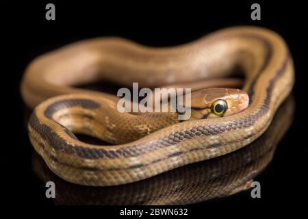 Die abgestrahlte Rattennatter, die Kupferkopfrattennatter oder die kupferköpfige Rinket-Schlange (Coelognathus radiatus) auf schwarzem Hintergrund isoliert Stockfoto