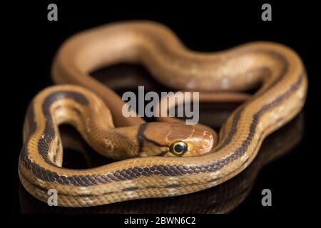 Die abgestrahlte Rattennatter, die Kupferkopfrattennatter oder die kupferköpfige Rinket-Schlange (Coelognathus radiatus) auf schwarzem Hintergrund isoliert Stockfoto