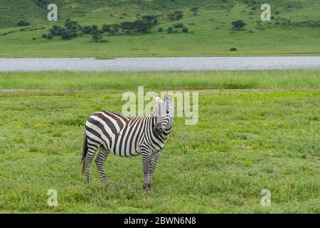 Zebra Bleiben Sie auf einer grünen Wiese, aus nächster Nähe. Ngorongoro Conservation Area Crater, Tansania. Afrikanische Tierwelt Stockfoto