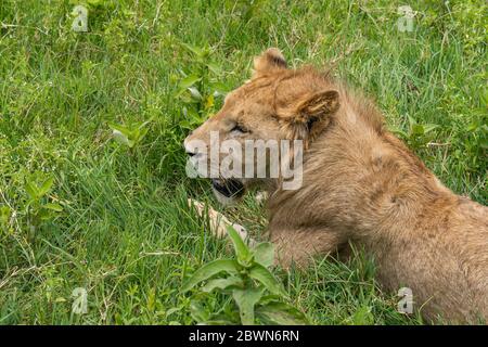 Weibliche Löwen liegen auf grünem Gras im Ngorongoro Conservation Area, ausgewählter Fokus, Draufsicht Stockfoto