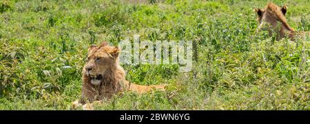 Zwei schöne Erwachsene männliche Löwe liegt auf Grasfeld in Ngorongoro Consevation Area, Serengeti Savanna Tansania - African Safari Wildlife Watching Trip Stockfoto