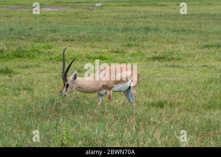 Männliche Antilope auf grüner Wiese im Ngorongoro Conservation Area, Tansania, Stockfoto