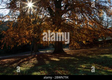 Herbstlicher Sonneneinbruch, der durch goldbraune und gelbe Buchenblätter scheint und Schatten auf Gras wirft, Valley Gardens, Harrogate, North Yorkshire. Stockfoto